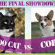 Illustration for article titled Cats vs. Dogs: Judgment Day Has Arrived